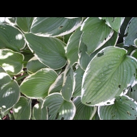 Hosta, hybride horticole Betsy King (fam Liliacees) (02)